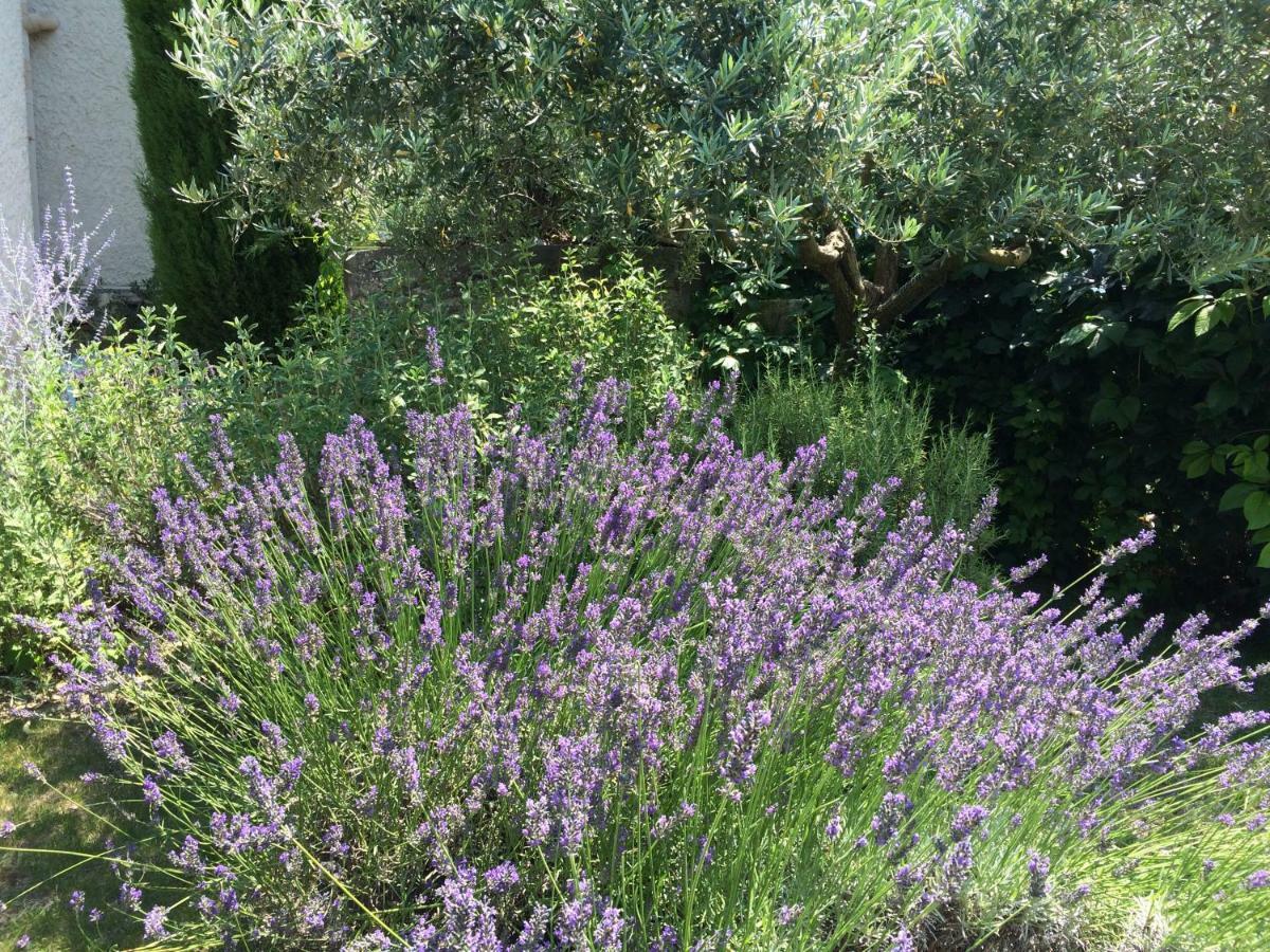 Le Mazet Des Joncs En Provence Villa Saint-Pierre-de-Vassols Eksteriør bilde
